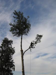 tree fall 007.JPG
